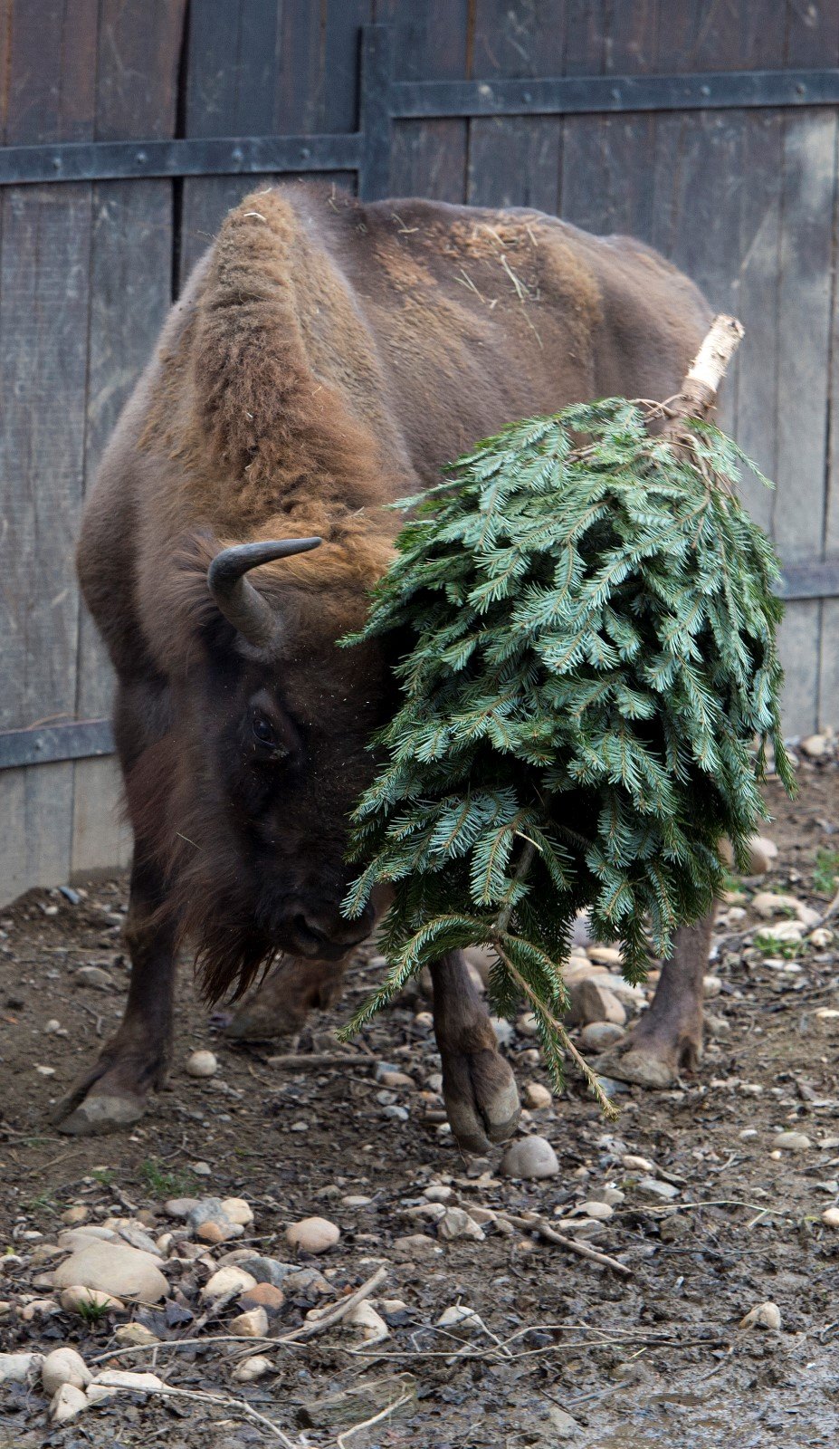 Zvířata v pražské zoo dostala pořádnou nadílku.