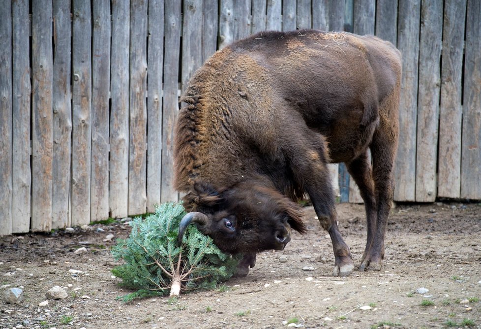 Zvířata v pražské zoo dostala pořádnou nadílku.