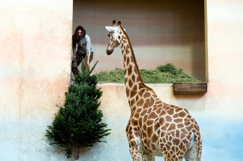 Zvířata v pražské zoo dostala pořádnou nadílku.