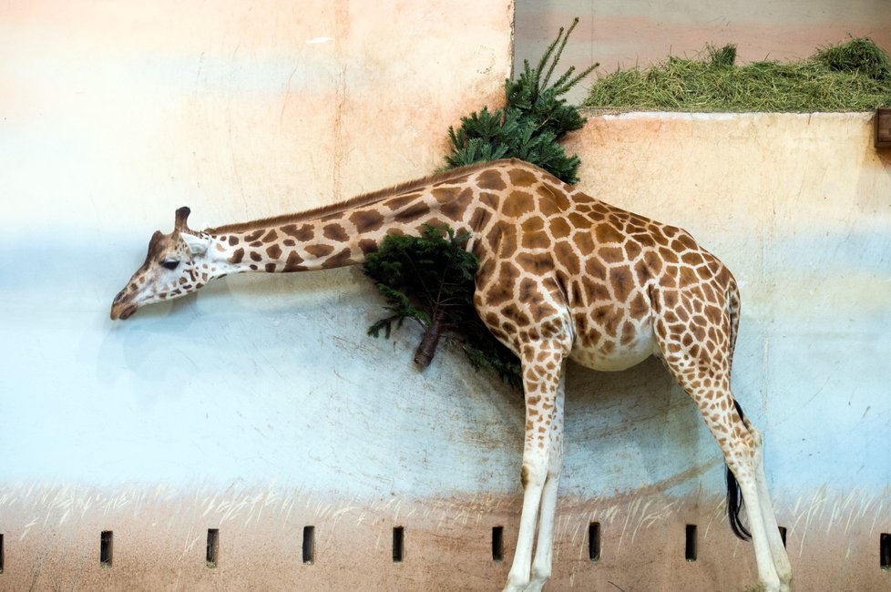 Zvířata v pražské zoo dostala pořádnou nadílku.