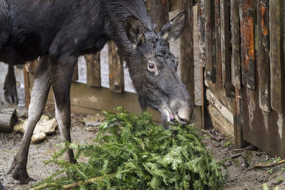 Také letos si zvířata v Zoo Praha pochutnají na vánočních stromcích.