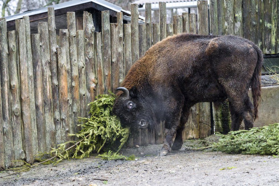 Také letos si zvířata v Zoo Praha pochutnají na vánočních stromcích.