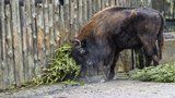 Stovky neprodaných stromků skončily v pražské zoo. Zkrmí je zvířecí obyvatelé