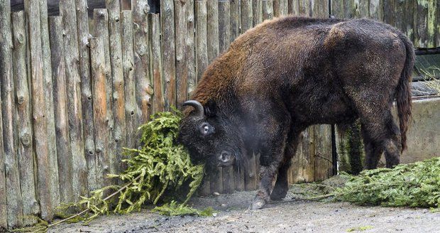 Také letos si zvířata v Zoo Praha pochutnají na vánočních stromcích.