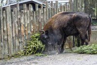 Stovky neprodaných stromků skončily v pražské zoo. Zkrmí je zvířecí obyvatelé
