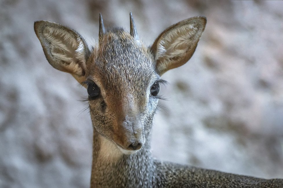 Elvis a Dax: Noví obyvatelé Zoo Praha žijí s hrabáčem Dracem.