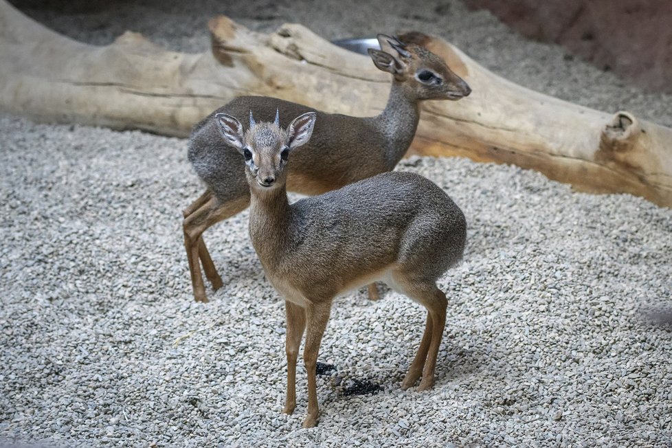 Elvis a Dax: Noví obyvatelé Zoo Praha žijí s hrabáčem Dracem.