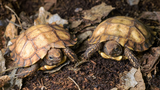 Měkká jako ragbyový míč! V Pražské zoo odchovali dvě vzácná a choulostivá želví mláďata