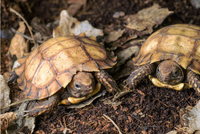 Měkká jako ragbyový míč! V Pražské zoo odchovali dvě vzácná a choulostivá želví mláďata