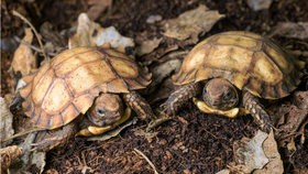 Měkká jako ragbyový míč! V Pražské zoo odchovali dvě vzácná a choulostivá želví mláďata