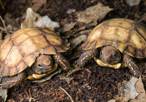 První odchov želv dlaždicovitých v evropských zoologických zahradách je výsledkem patnáctiletého snažení týmu kurátora Petra Velenského. V rámci chovu plazů v Zoo Praha jde o historický úspěch světového měřítka.