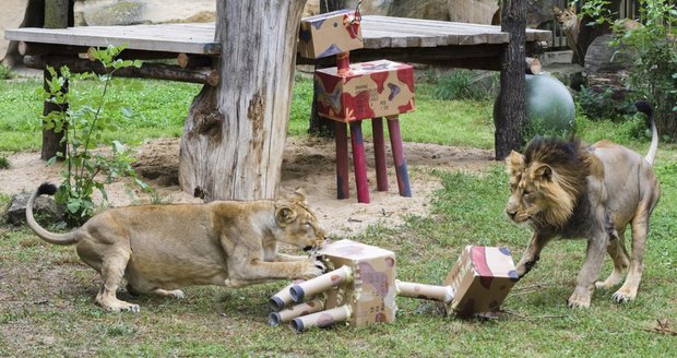 Lvi se mohou během svátku těšit na masitou odměnu.