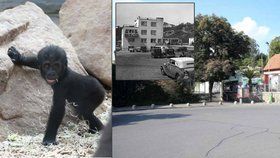 Zoo slaví 85. narozeniny: Podívejte se, jak se za ta léta změnila!
