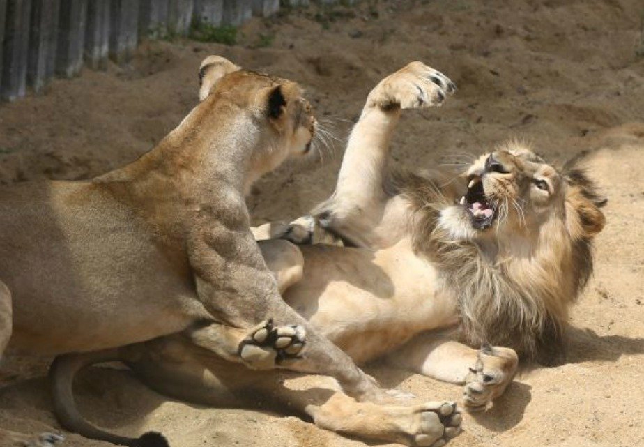 Hrátky lvů indických jsou napínavou podívanou.