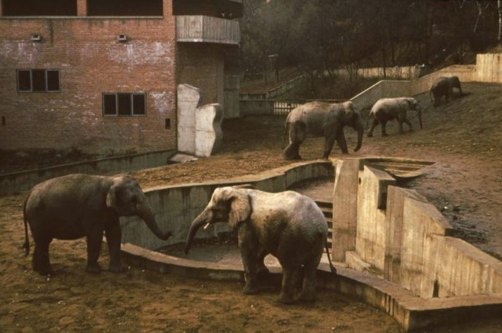 70. léta: V roce 1971 byl otevřen nový pavilon velkých savců pro slony, hrochy a nosorožce.