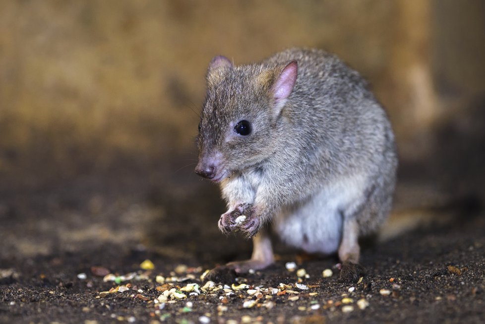 Baští houby: Klokánek králíkovitý dnes žije jen na čtyřech místech Austrálie. Je jediný savec, který se živí podzemními houbami. V přírodě je nepostradatelný tím, že roznáší spory hub a šíří semínka rostlin. Zoo za 20 let odchovala již 19 jeho mláďat.