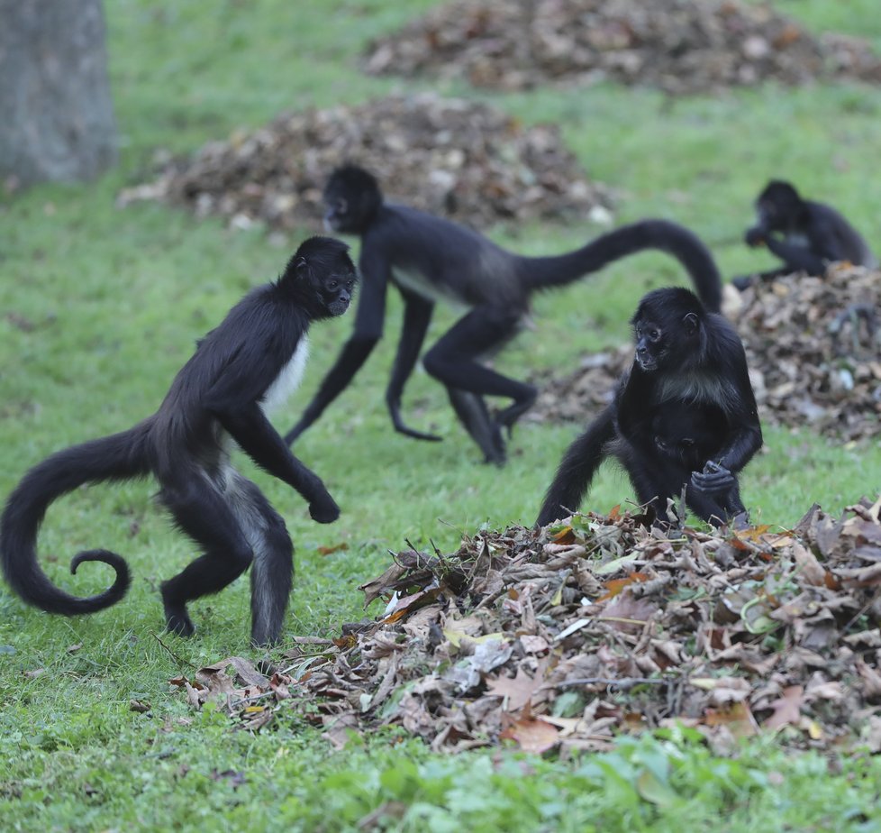 Chápani se zabydleli: Zoo Praha je jednou ze dvou evropských zahrad, kde jsou kriticky ohrožení chápani středoameričtí k vidění, a zároveň jedinou, kde se tyto opice pravidelně rozmnožují. V přírodě jejich populace během tří generací klesla až o 80 procent.