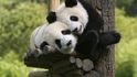 Dočká se Praha pandy od Číňanů?