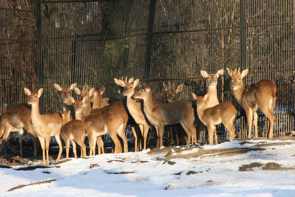 Zvířata v Zoo Praha v prosinci 2021