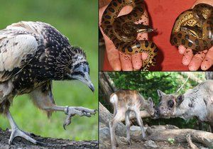 V pražské zoo se narodilo několik druhů vůbec poprvé v historii.