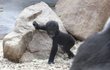 Goriláček Ajabu - Největším oblíbencem návštěvníků je první mládě gorily Shindy sameček Ajabu. Matka ho porodila nečekaně 23. dubna. Chovatelé se domnívali, že je neplodná.