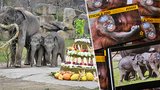 Velký den v Zoo Praha: Slonice Lakuna oslavila 1. narozeniny obřím dortem! Pokřtili i novou knihu