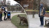 Po 115 dnech znovu otevřeno! Pražská zoo přivítala stovky návštěvníků, největší atrakcí jsou klokani