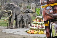 Velký den v Zoo Praha: Slonice Lakuna oslavila 1. narozeniny obřím dortem! Pokřtili i novou knihu