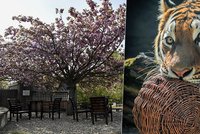 Pražská zoo i botanická zahrada znovu otevírají: Tyhle novinky čekají na návštěvníky!