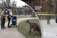 Po 115 dnech znovu otevřeno! Pražská zoo přivítala stovky návštěvníků, největší atrakcí jsou klokani