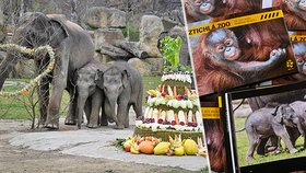 Velký den v Zoo Praha: Slonice Lakuna oslavila 1. narozeniny obřím dortem! Pokřtili i novou knihu