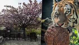 Zoo i botanická zahrada se otevírají