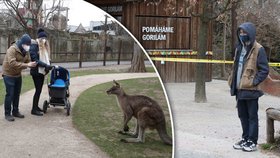 Po 115 dnech znovu otevřeno! Pražská zoo přivítala stovky návštěvníků, největší atrakcí jsou klokani