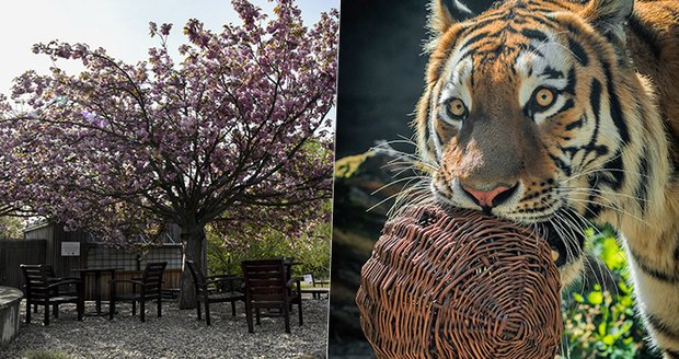 Pražská zoo i botanická zahrada znovu otevírají: Tyhle novinky čekají na návštěvníky!