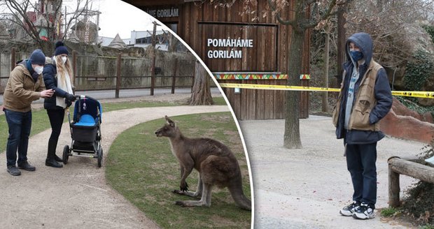 Po 115 dnech znovu otevřeno! Pražská zoo přivítala stovky návštěvníků, největší atrakcí jsou klokani