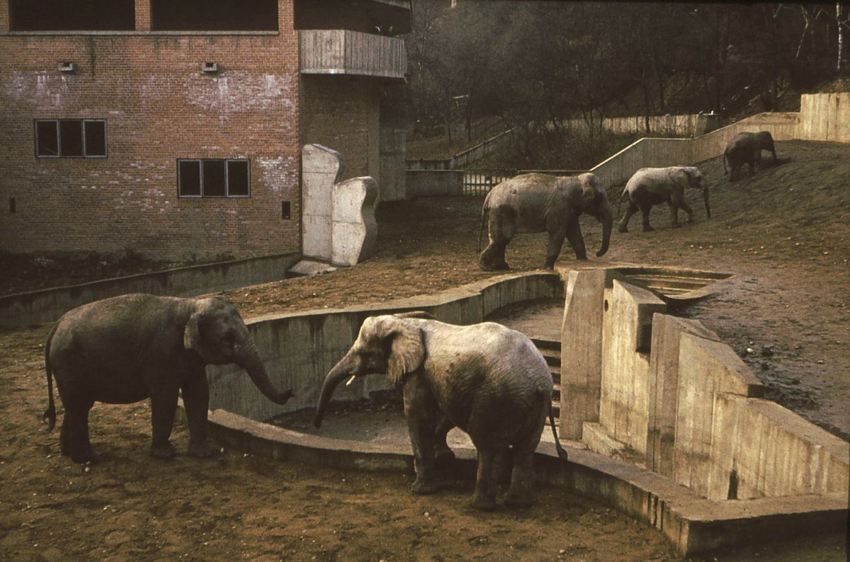 70. léta - V roce 1971 byl otevřen nový pavilon velkých savců pro slony, hrochy a nosorožce.