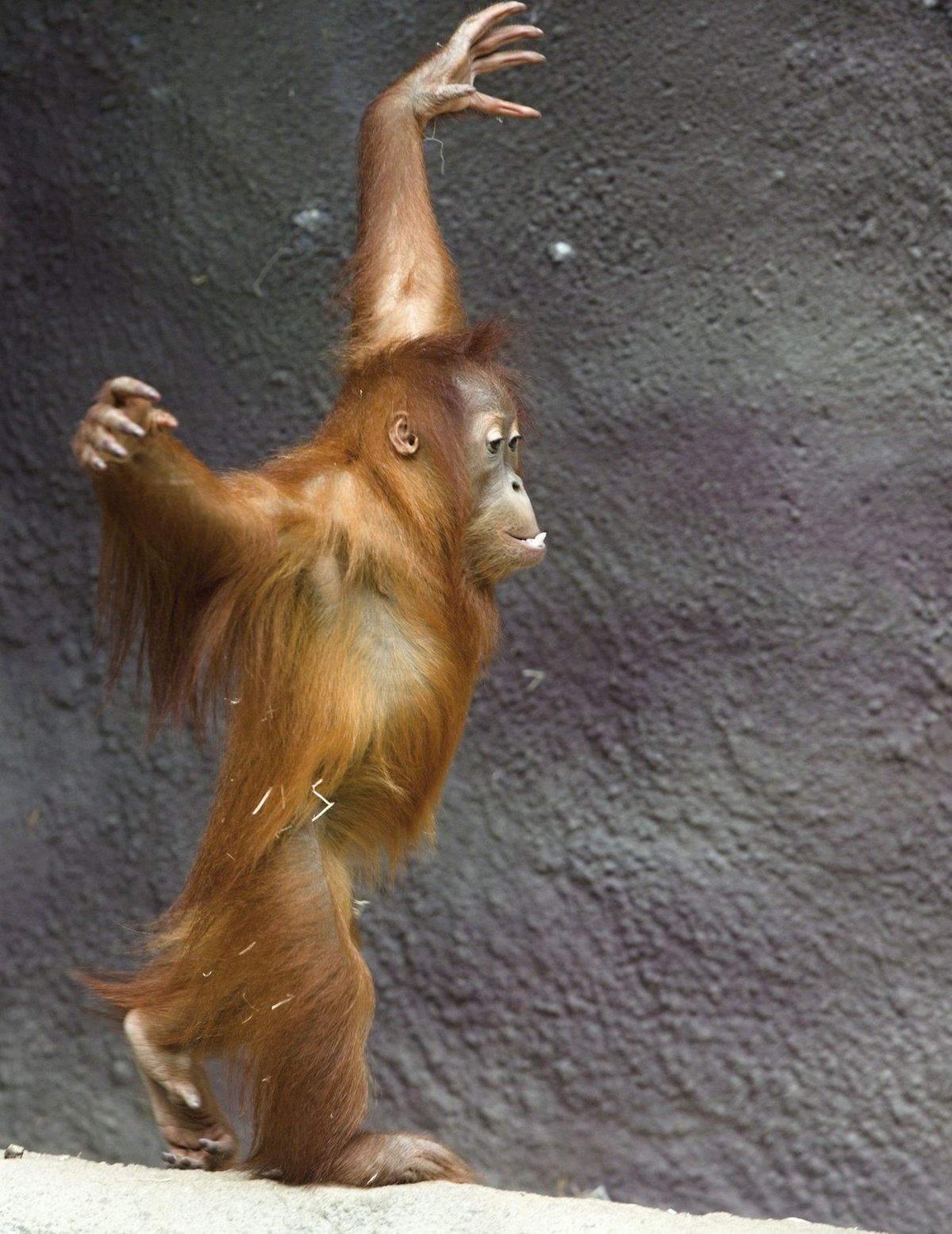 Orangutan Diri - Tříletá orangutaní samička Diri návštěvníky dokáže nadchnout svými akrobatickými kousky.