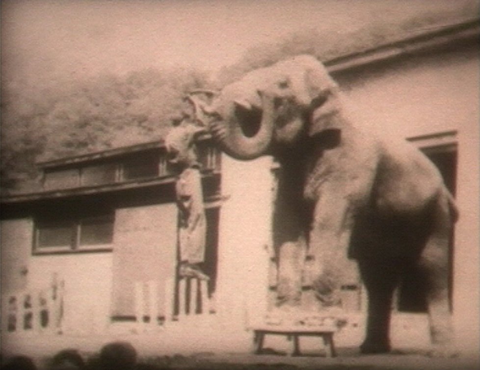 Jediný dosud spolehlivě identifikovaný pracovník Zoo Praha, který je zachycen ve filmu z roku 1949: Josef Král &#34;starší&#34;