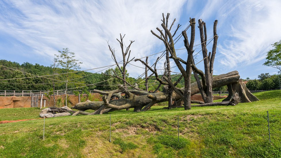 Vzrostlé stromy a parkosy doplňuje ve venkovním výběhu goril nížinných a gueréz pláštíkových uměle vybudovaný stromový velikán.