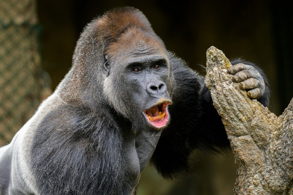 Pětadvacetiletý samec gorily nížinné Kisumu.