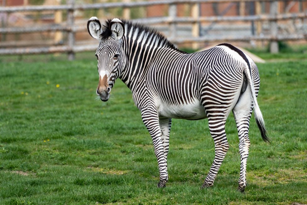 Ne všechna zvířata v&nbsp;Zoo Praha se těší stejné pozornosti sponzorů a adoptivních rodičů. Zebra Grévyho – největší a současně nejohroženější druh těchto pruhovaných lichokopytníků – patří mezi ty opomíjené.