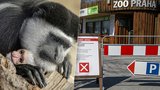 Zavřená pražská zoo přijde o 60 milionů: Termíny znovuotevření jsou rozumné, říká ředitel Bobek