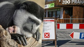 Zavřená pražská zoo přijde o 60 milionů: Termíny znovuotevření jsou rozumné, říká ředitel Bobek