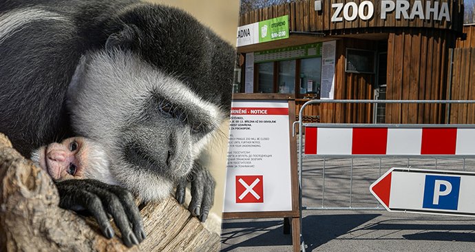 Ztráty pražské zoo budou až 60 milionů. Uzavření až do konce května je ale podle Bobka nutné