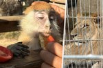 V rodinné zoo v Rafáhu teď trpí lidé i zvířata.