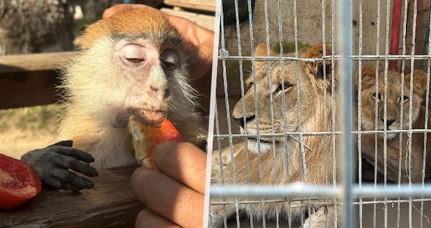 Palestinská rodina našla útočiště v zoo. Hladoví spolu se lvy a opičkami