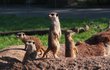 Královédvorskou Afriku opouštíme po zhruba dvou hodinách. Na rozloučenou míjíme rodinku surikat. Jak jim instinkt velí, jsou na stráži a pozorně sledují dění na všech světových stranách.
