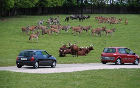 V královédvorském safari se jezdí krokem. Maximální povolená rychlost je 30 km/h. Antilopy, zebry a ostatní se poklidně pasou na rozlehlé louce.