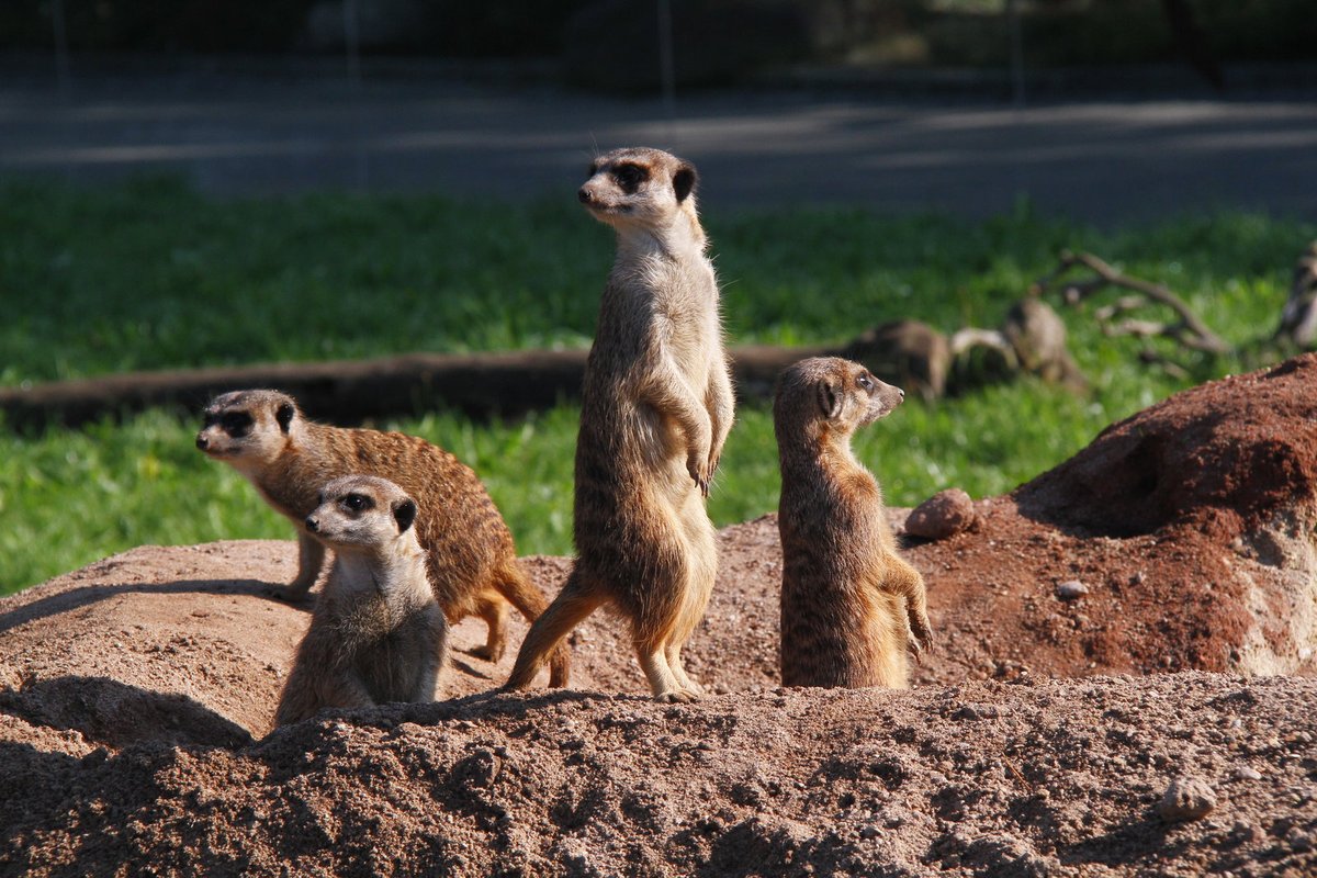 Královédvorskou Afriku opouštíme po zhruba dvou hodinách. Na rozloučenou míjíme rodinku surikat. Jak jim instinkt velí, jsou na stráži a pozorně sledují dění na všech světových stranách.
