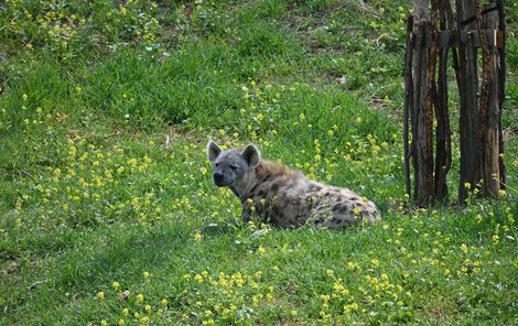 V prostorném výběhu se zabydlují hyeny skvrnité.